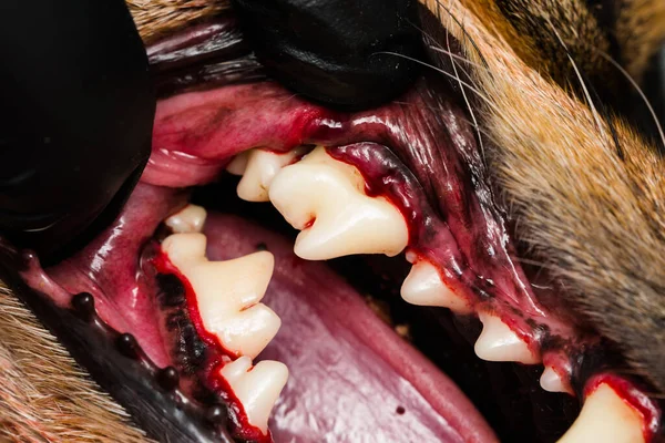 Foto Close Diente Perro Después Tartarectomía Escisión Dental — Foto de Stock