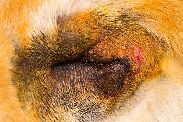 Entropionlu Bir Köpeğin Yakın Plan Fotoğrafı — Stok fotoğraf