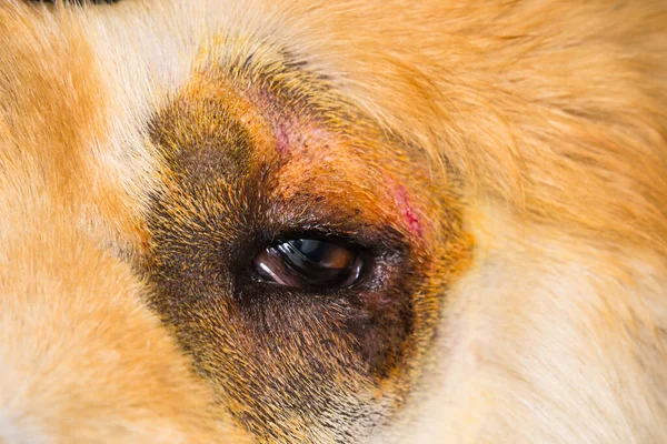 Entropionlu bir köpeğin yakın plan fotoğrafı.