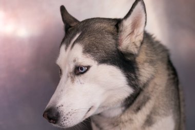Sibirya Husky 'si veteriner kliniğinde metal kafeste.