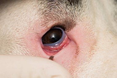 Entropionlu bir köpeğin yakın plan fotoğrafı.