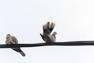 Elektrik kablosunda iki güvercin sosyal mesafeyi koruyor