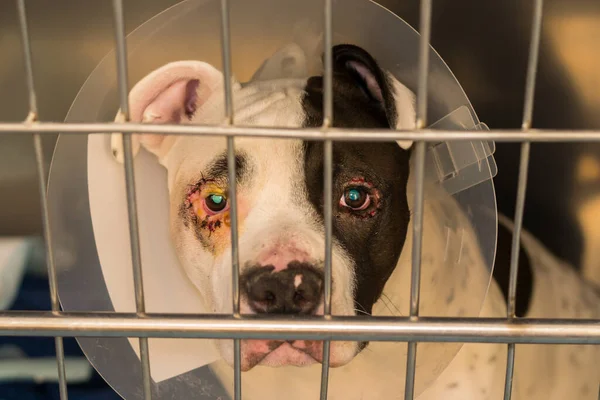 Foto Close Cão Com Entrópio Gaiola Metálica Clínica Veterinária — Fotografia de Stock