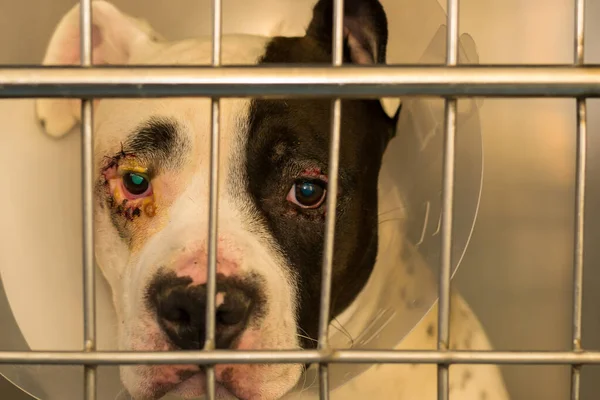 Foto Close Cão Com Entrópio Gaiola Metálica Clínica Veterinária — Fotografia de Stock