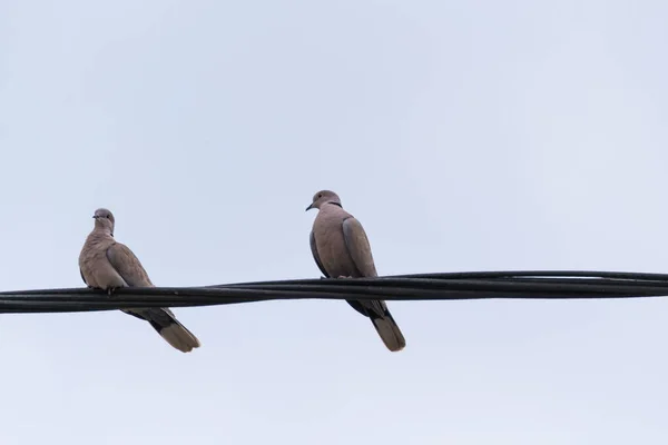 Dois Pombos Cabo Elétrico Mantendo Distância Social — Fotografia de Stock