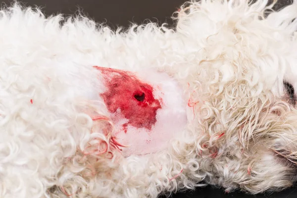 White Dog Bite Wound Veterinary Clinic — Stock Photo, Image