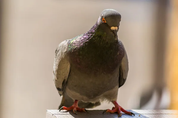 Nahaufnahme Einer Taube Mit Schönem Sonnenlicht — Stockfoto