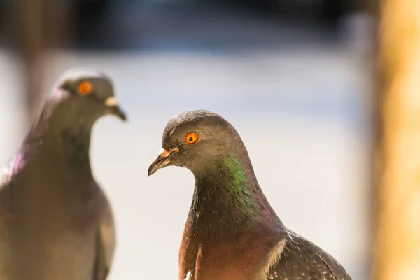 Nahaufnahme Einer Taube Mit Schönem Sonnenlicht — Stockfoto