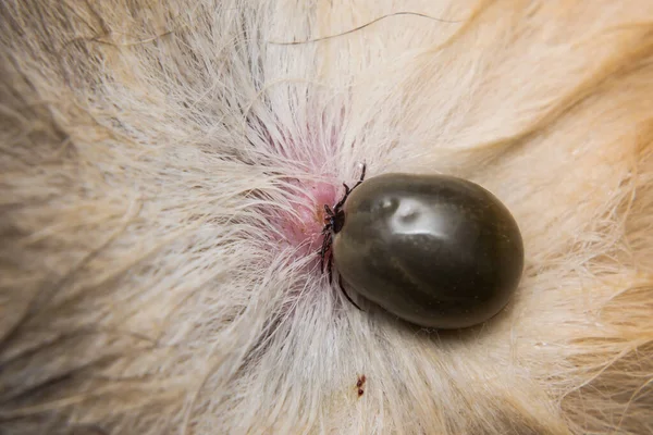 Volwassen Vinkje Het Huidoppervlak Van Een Kat Voordat Eieren Worden — Stockfoto