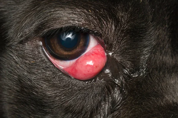 close-up photo of a black dog with cherry eye, cane corso dog breed