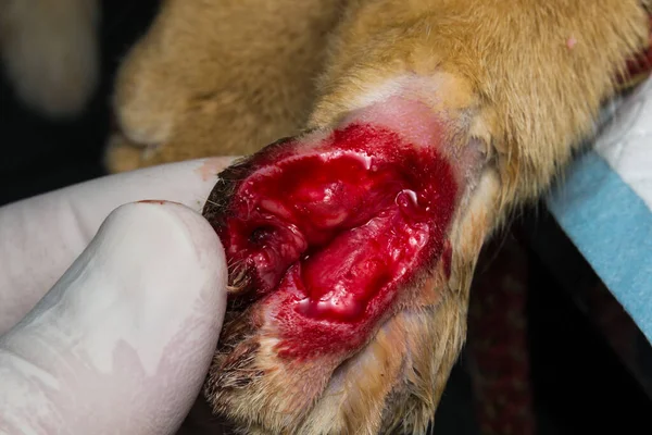 Foto Cerca Una Herida Grande Pierna Trasera Del Gato — Foto de Stock