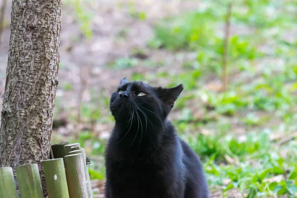 Chat Noir Chassant Les Oiseaux Dans Cour Printemps — Photo