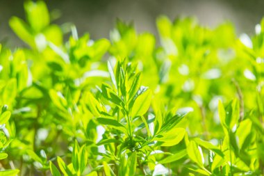 Taze yeşil yapraklı soyut arkaplan