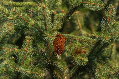 çam kozalağı ve bulanık arkaplan