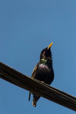 Sığırcıkgiller (Sturnus vulgaris), Avrupa sığırcıkları olarak da bilinir., 