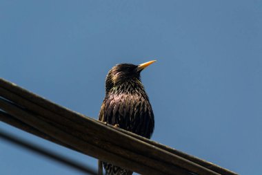 Sığırcıkgiller (Sturnus vulgaris), Avrupa sığırcıkları olarak da bilinir., 