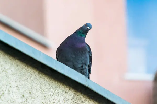 Foto Einer Taube Die Die Kamera Blickt — Stockfoto