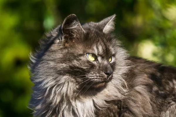 Beau Portrait Chat Fond Vert Flou — Photo