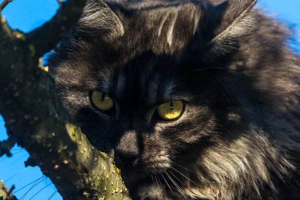 Cat Beautiful Eyes Tree — Stock Photo, Image