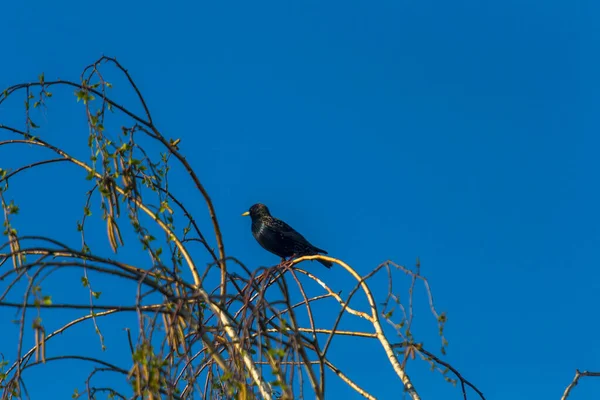 Der Gemeine Star Sturnus Vulgaris Auch Als Europäischer Star Bekannt — Stockfoto