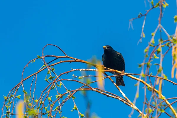 Vulgar Sturnus Vulgaris Também Conhecido Como Estorninho Europeu Nas Ilhas — Fotografia de Stock