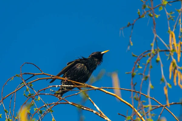 Étourneau Commun Sturnus Vulgaris Également Connu Sous Nom Étourneau Européen — Photo