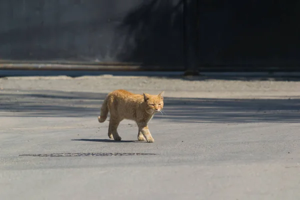 Ingefära Katt Korsar Gatan — Stockfoto