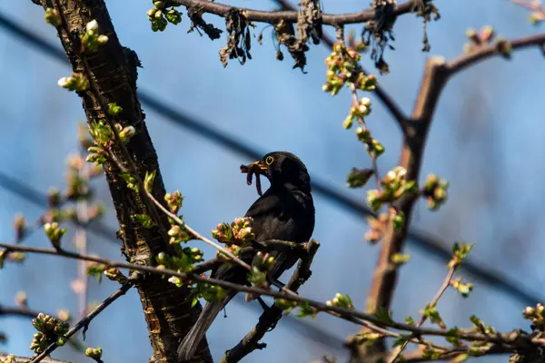 Vulgar Sturnus Vulgaris Também Conhecido Como Estorninho Europeu Nas Ilhas — Fotografia de Stock