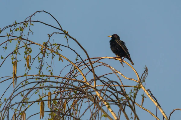 Κοινό Ψαρόνι Sturnus Vulgaris Επίσης Γνωστό Ευρωπαϊκό Ψαρόνι Στις Βρετανικές — Φωτογραφία Αρχείου