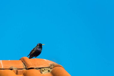 Sığırcıkgiller (Sturnus vulgaris), Avrupa sığırcıkları olarak da bilinir.