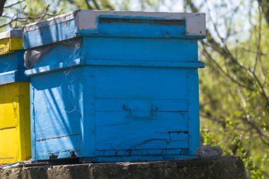 Bahar mevsiminde mavi bir arı kovanının yakın plan fotoğrafı.