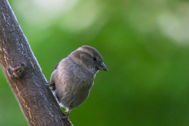 Sparrow Hanedanı (Passer domesticus) yeşil arka planı olan bir kütüğe tünemiştir.