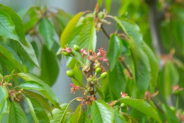 Bahar mevsiminde yeşil kirazların yakın plan fotoğrafı.
