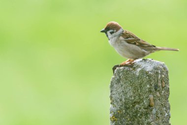 Sparrow Hanedanı (Passer domesticus) yeşil arka planlı bir güverteye tünemiştir.