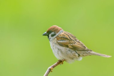 Sparrow Hanedanı (Passer domesticus) yeşil arka planı olan bir kütüğe tünemiştir.