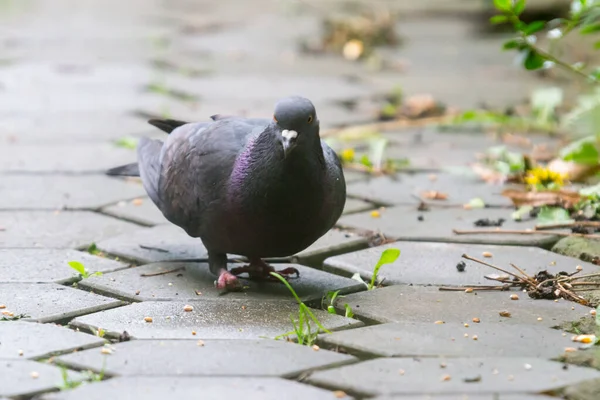 Porträt Einer Taube Haustaube Renntaube Oder Hausbotentaube — Stockfoto