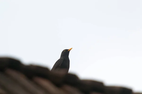 Sturnus Vulgaris Telhado — Fotografia de Stock