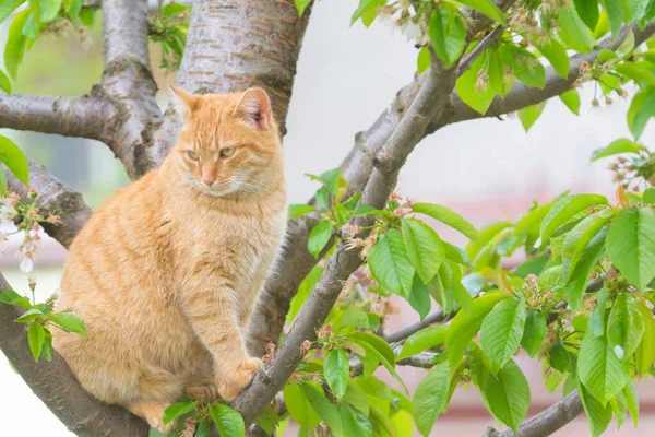 Ingefära Katt Körsbärsträdet Vårsäsongen — Stockfoto