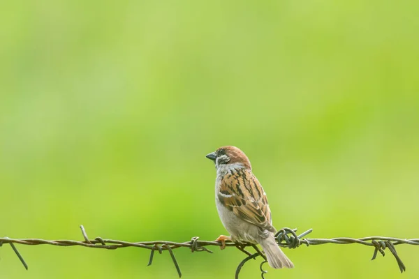 House Sparrow (Passer domesticus) perched on a wire with a green background