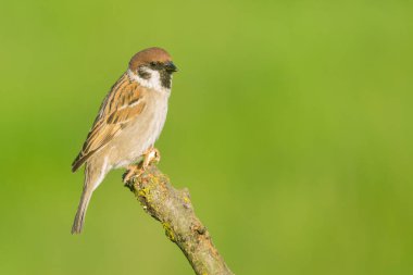 Serçe (Passer domesticus) ve yeşil arkaplan