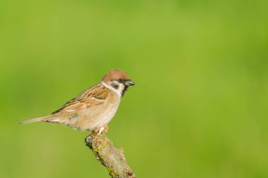 Serçe (Passer domesticus) ve yeşil arkaplan