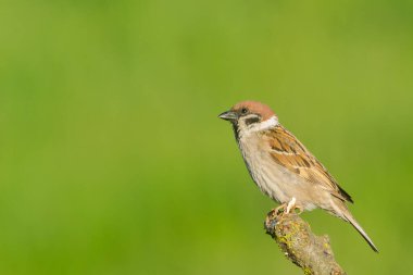 Serçe (Passer domesticus) ve yeşil arkaplan