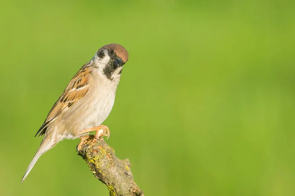 Huis Mus Passer Domesticus Groene Achtergrond — Stockfoto