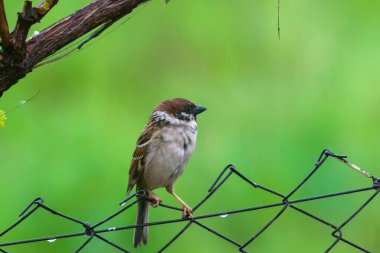 Sparrow Hanesi (Passer domesticus) ve yağmurlu bir günde yeşil arkaplan
