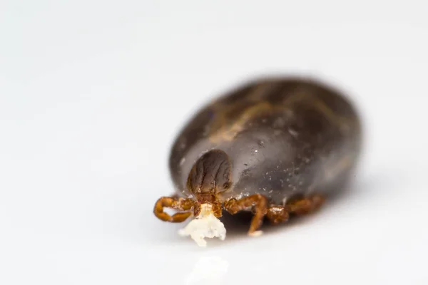 Macro Foto Van Teek Witte Achtergrond Geïsoleerd — Stockfoto