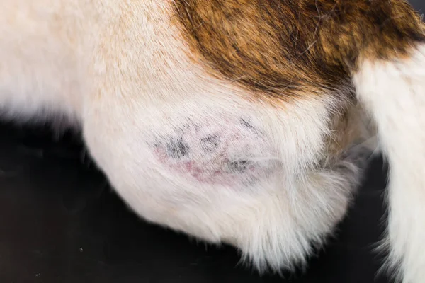 ホットスポットのある犬の皮膚のクローズアップ写真 — ストック写真
