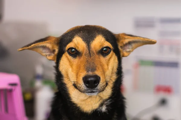 Veteriner Kliniğindeki Sevimli Köpek — Stok fotoğraf