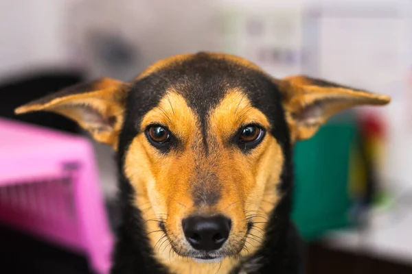 Lindo Perro Clínica Veterinaria — Foto de Stock