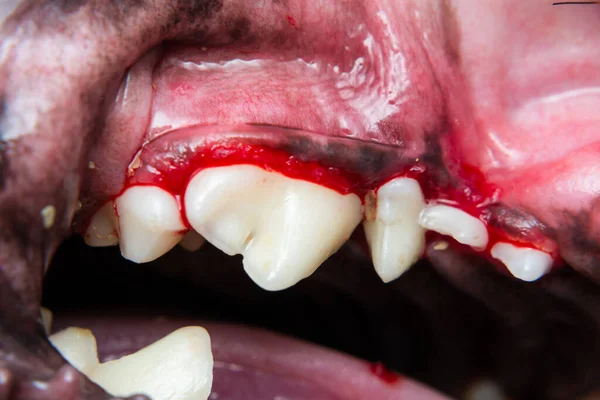 Foto Close Cão Dentes Após Tartarectomia Dentária Scalling — Fotografia de Stock