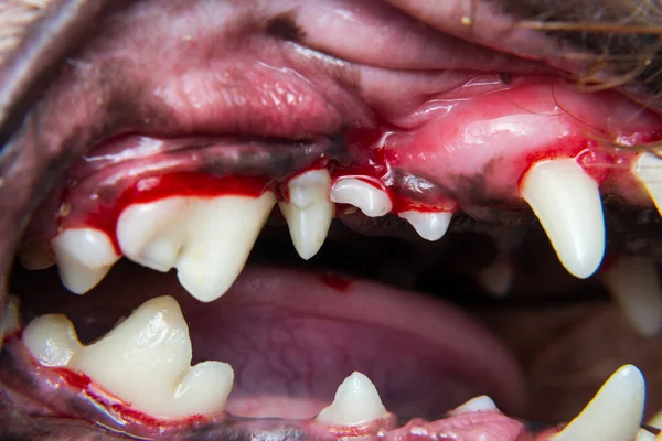 Bir köpek dişinin tartarektomiden sonraki yakın plan fotoğrafı.